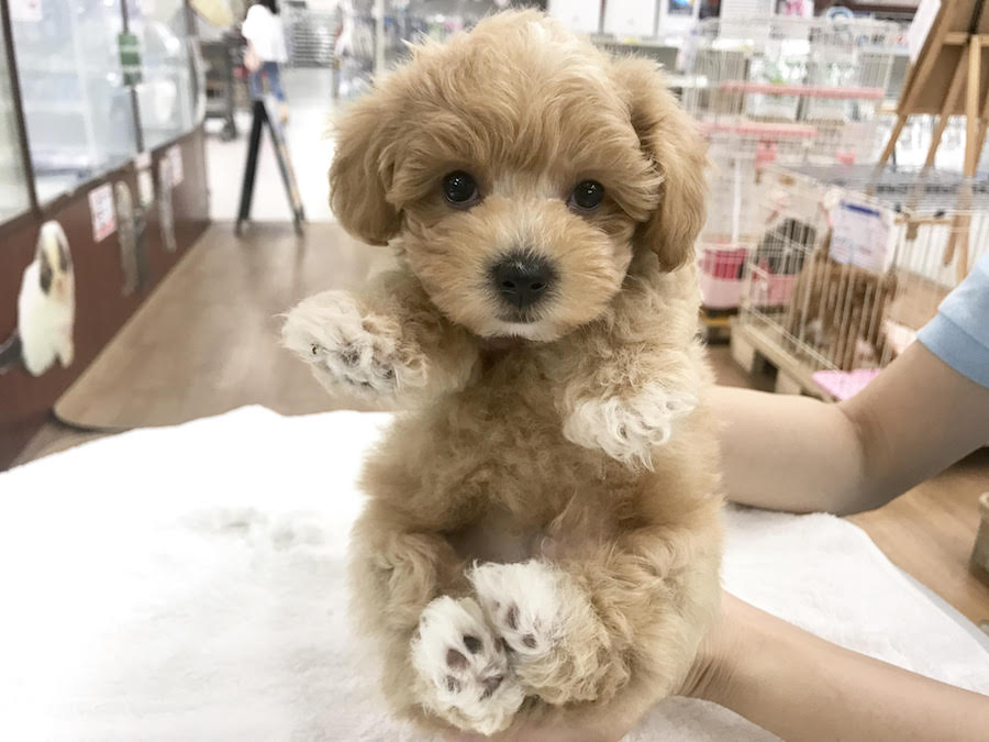 f:id:tsusa-sora:20190513154249j:plain f:id:tsusa-sora:20190513154249j:plain