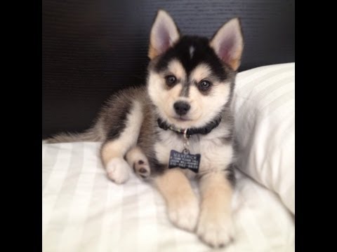 f:id:tsusa-sora:20190513154651j:plain f:id:tsusa-sora:20190513154651j:plain