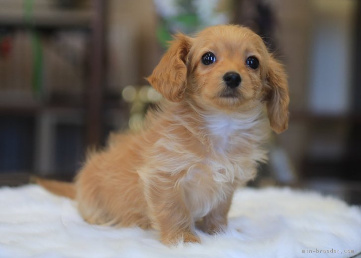 f:id:tsusa-sora:20190513155002j:plain f:id:tsusa-sora:20190513155002j:plain