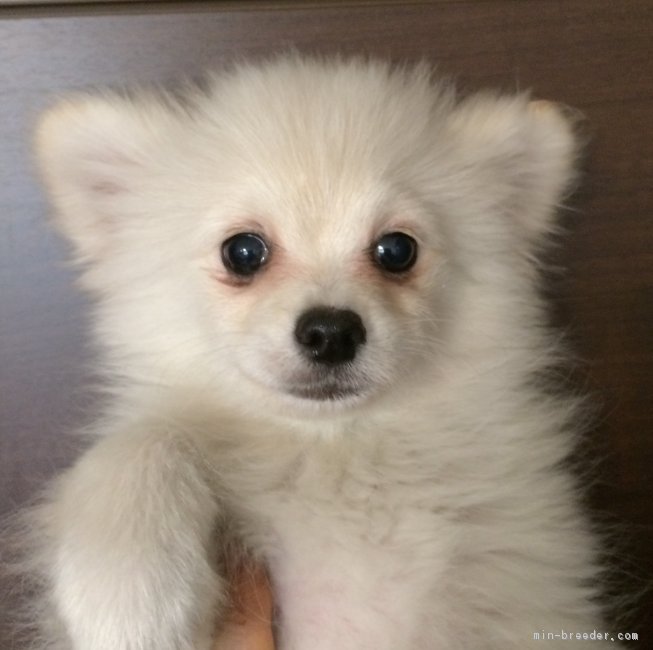 f:id:tsusa-sora:20190513155220j:plain f:id:tsusa-sora:20190513155220j:plain