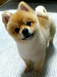 f:id:tsusa-sora:20190513155916j:plain f:id:tsusa-sora:20190513155916j:plain