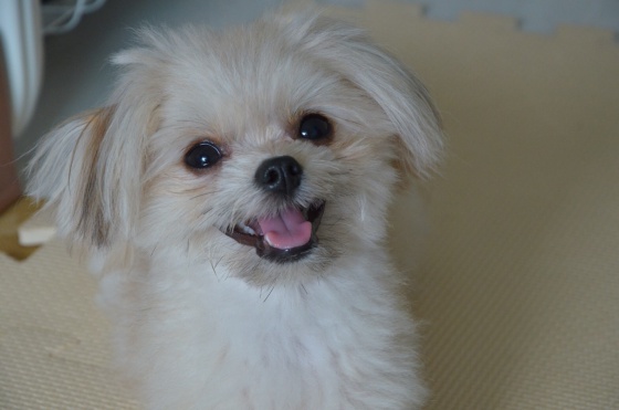 f:id:tsusa-sora:20190513160028j:plain f:id:tsusa-sora:20190513160028j:plain