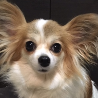 f:id:tsusa-sora:20190513160227p:plain f:id:tsusa-sora:20190513160227p:plain