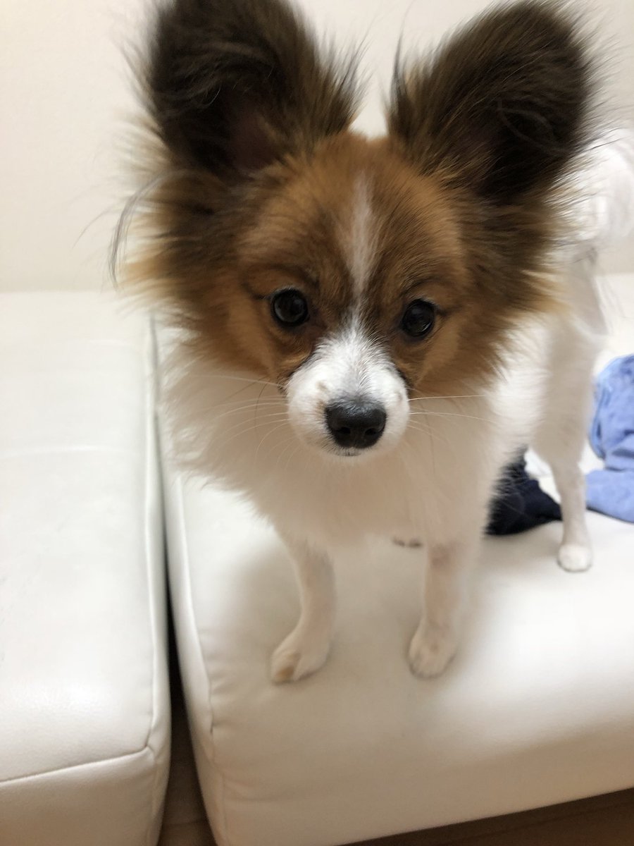 f:id:tsusa-sora:20190513160530j:plain f:id:tsusa-sora:20190513160530j:plain