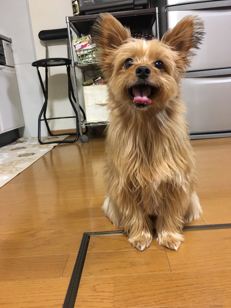 f:id:tsusa-sora:20190513160634j:plain f:id:tsusa-sora:20190513160634j:plain