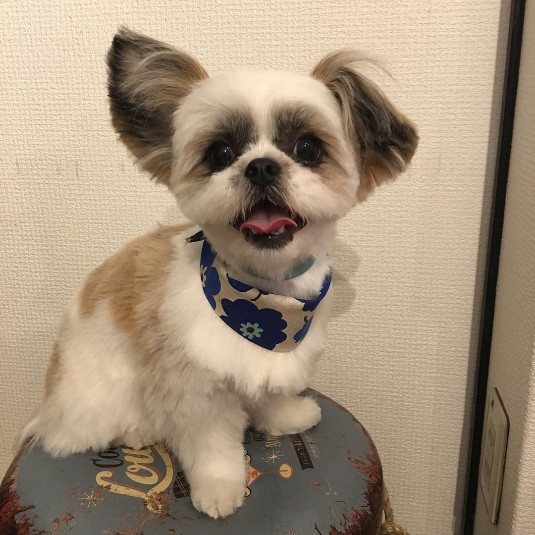 f:id:tsusa-sora:20190513161026j:plain f:id:tsusa-sora:20190513161026j:plain