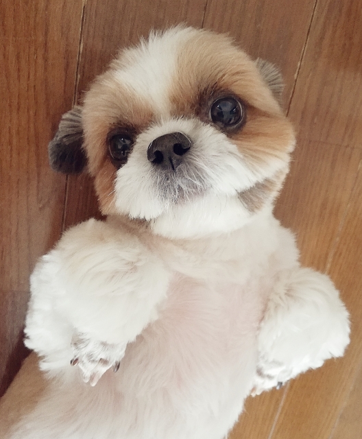 f:id:tsusa-sora:20190513161248j:plain f:id:tsusa-sora:20190513161248j:plain