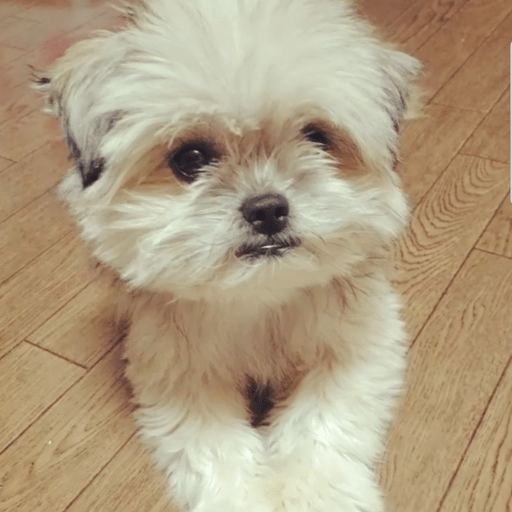 f:id:tsusa-sora:20190513161406p:plain f:id:tsusa-sora:20190513161406p:plain