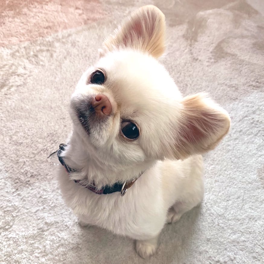 f:id:tsusa-sora:20190513162202j:plain f:id:tsusa-sora:20190513162202j:plain
