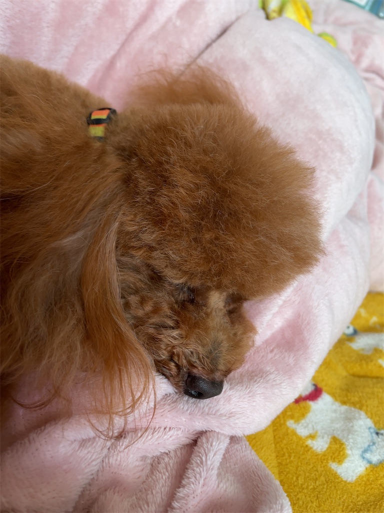 f:id:tsusa-sora:20220209233137j:image f:id:tsusa-sora:20220209233137j:image