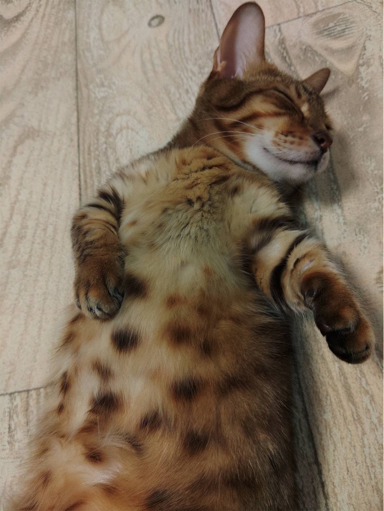 f:id:tsusa-sora:20230113224355j:image f:id:tsusa-sora:20230113224355j:image