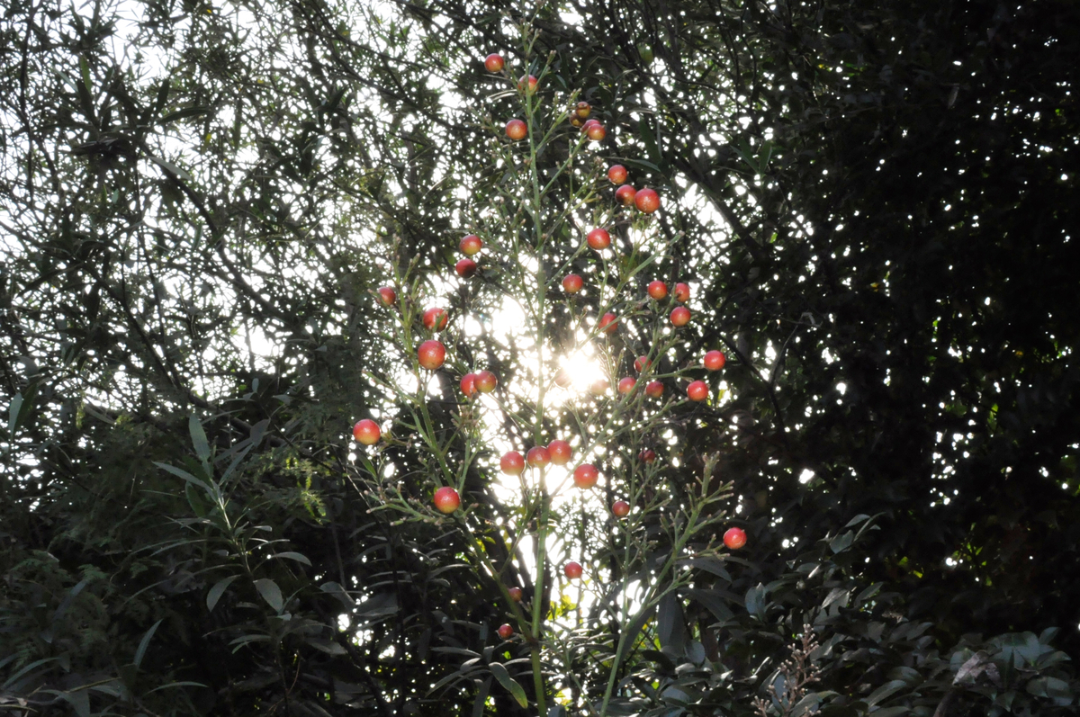f:id:tsushimaderaterameguri:20191113085434j:plain f:id:tsushimaderaterameguri:20191113085434j:plain