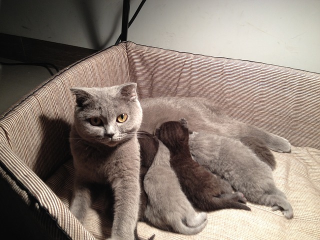 f:id:tsutsukayo:20180609153001j:plain f:id:tsutsukayo:20180609153001j:plain