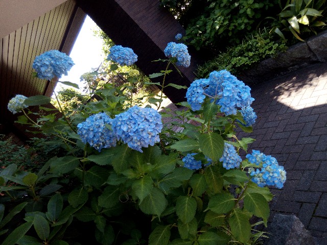 f:id:tsuy0p0n:20190604193949j:image f:id:tsuy0p0n:20190604193949j:image