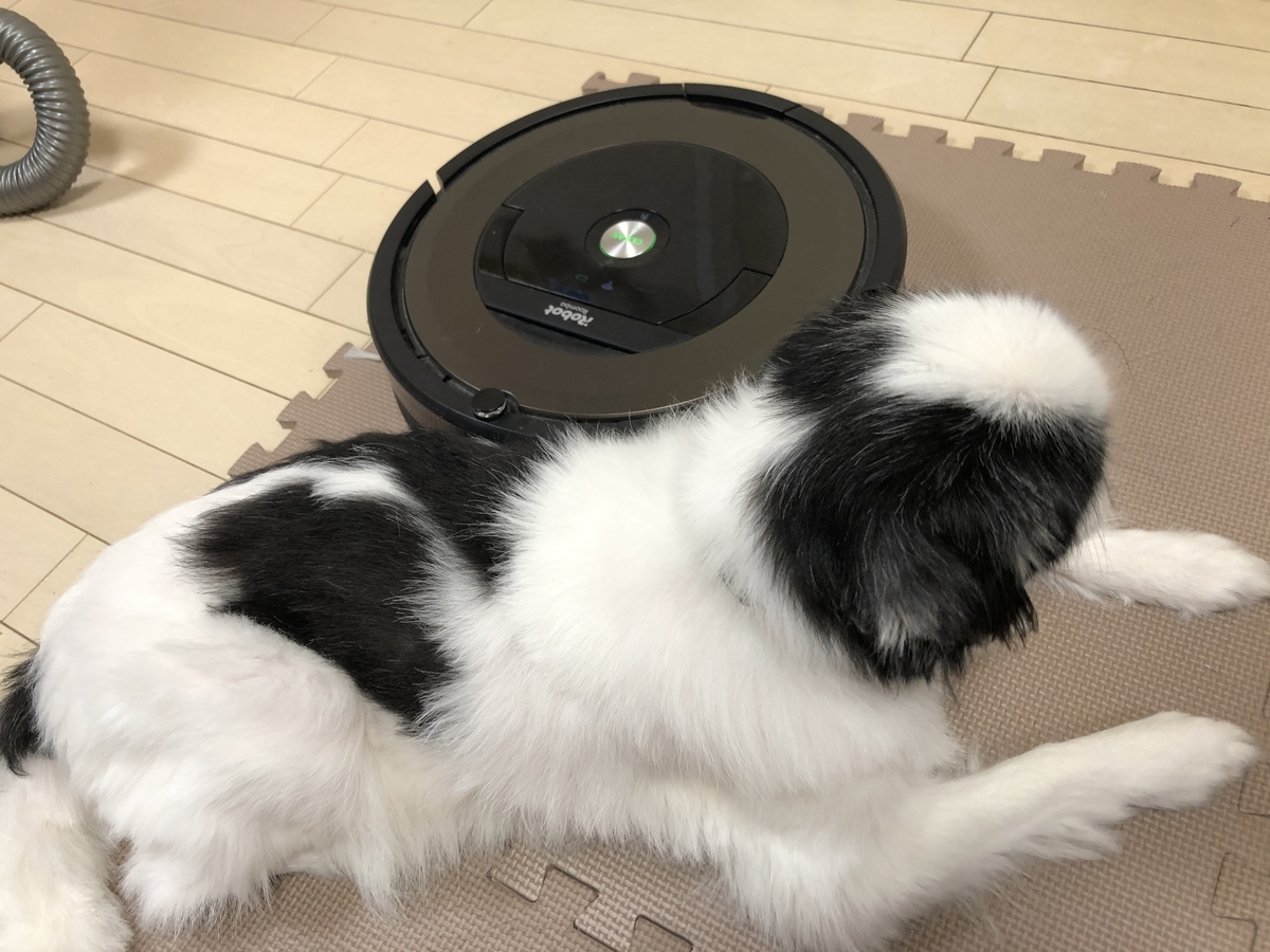 狆 ルンバとの戦い 狆とぼっちゃん