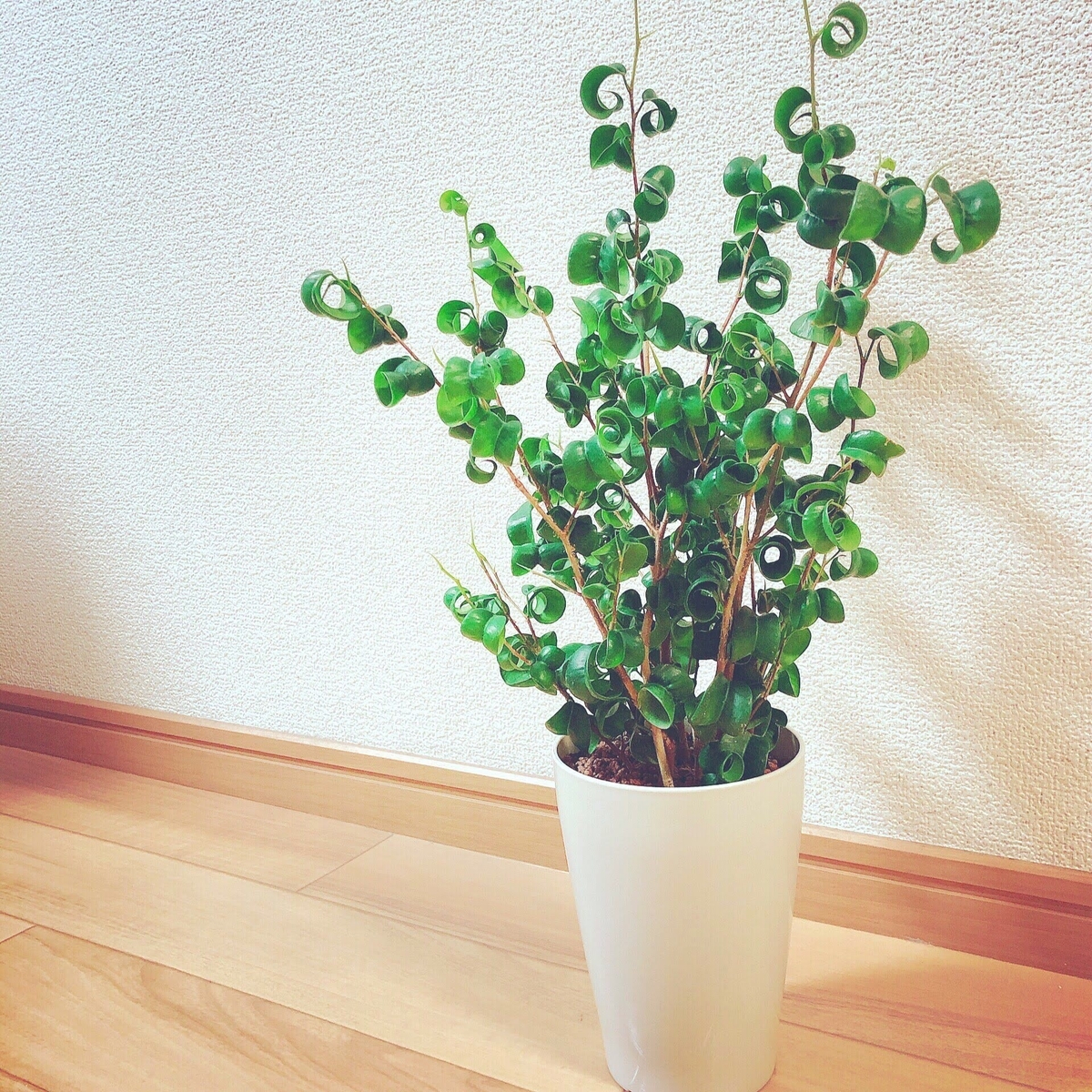 f:id:tsy1048:20190925084444j:plain