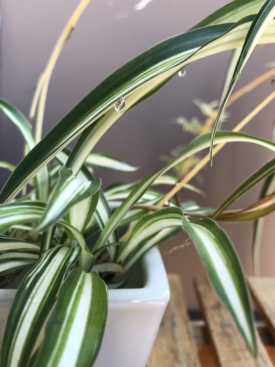 f:id:tsy1048:20190925084606j:plain