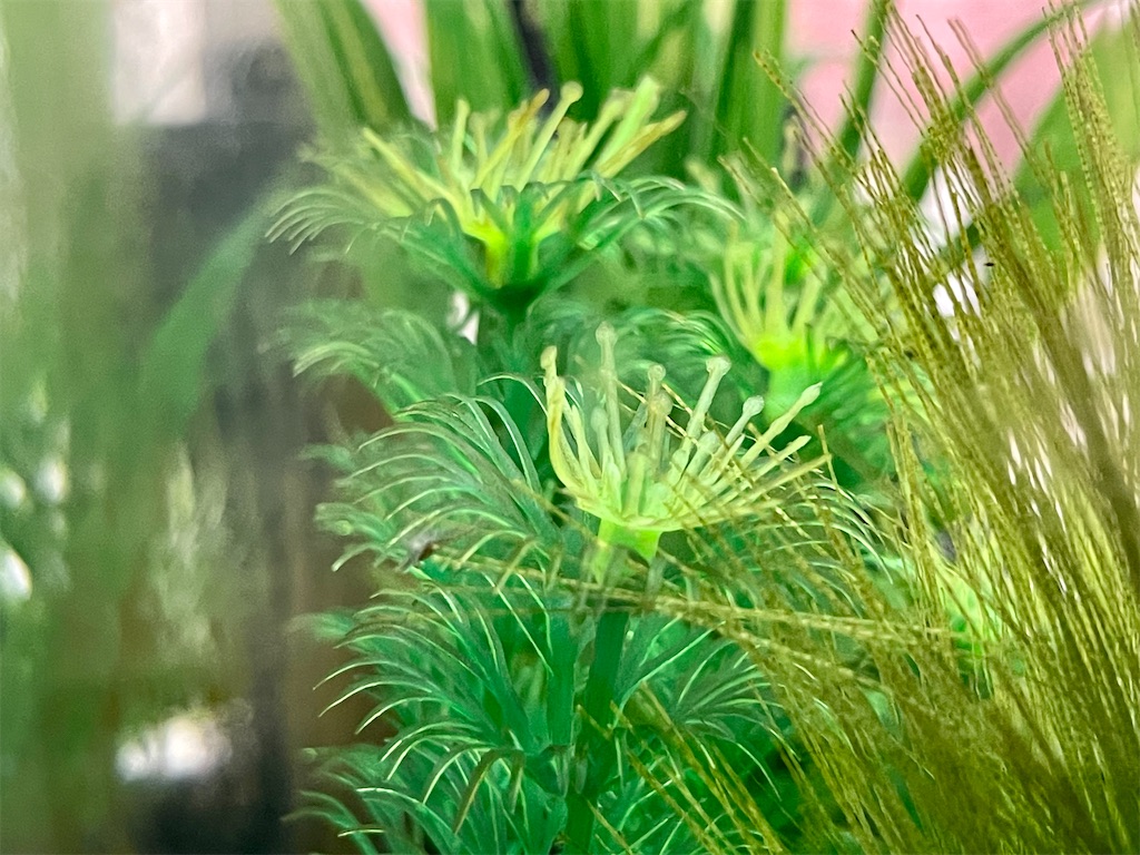 f:id:ttanabe83:20210911043241j:image