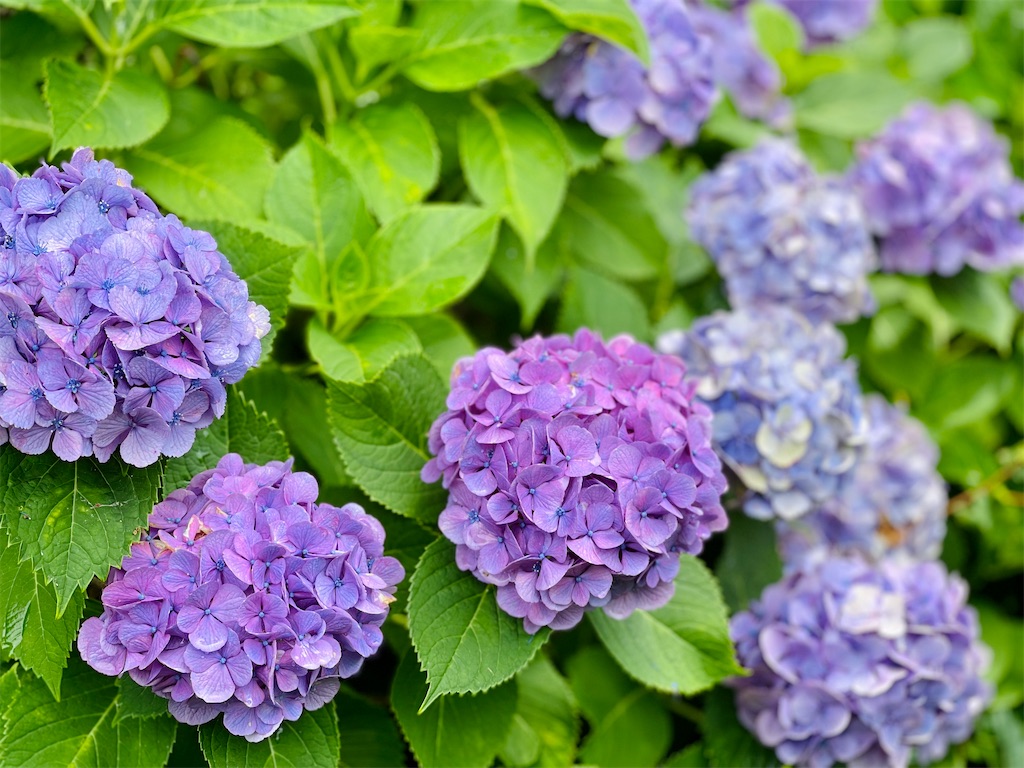 f:id:ttanabe83:20220712193043j:image