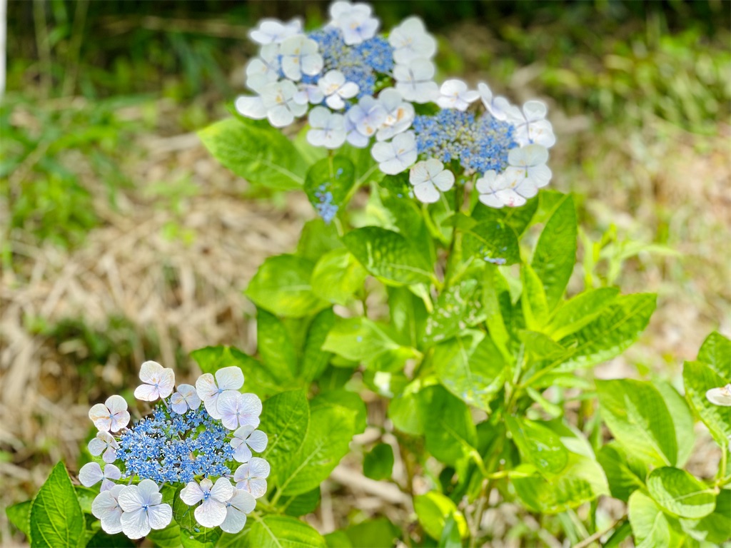 f:id:ttanabe83:20220712193050j:image