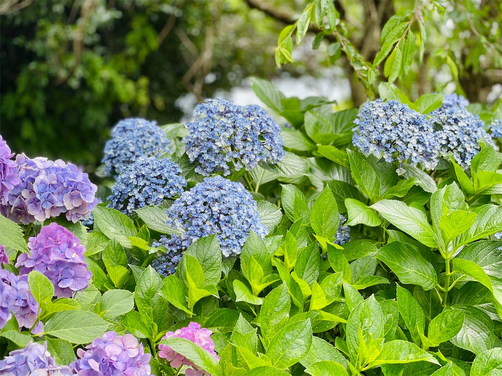 f:id:ttanabe83:20220712193143j:image