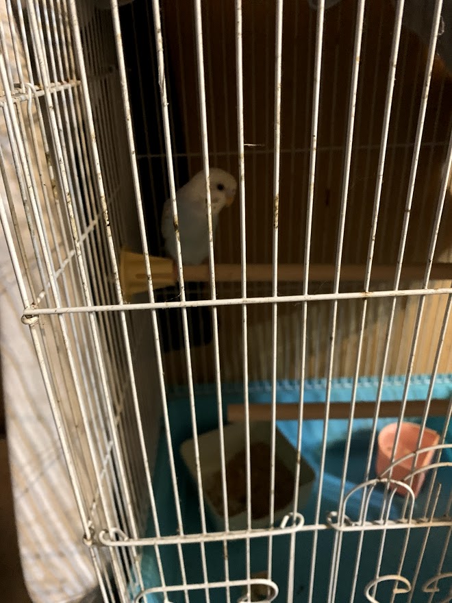 f:id:tthhrr:20210527002303j:plain