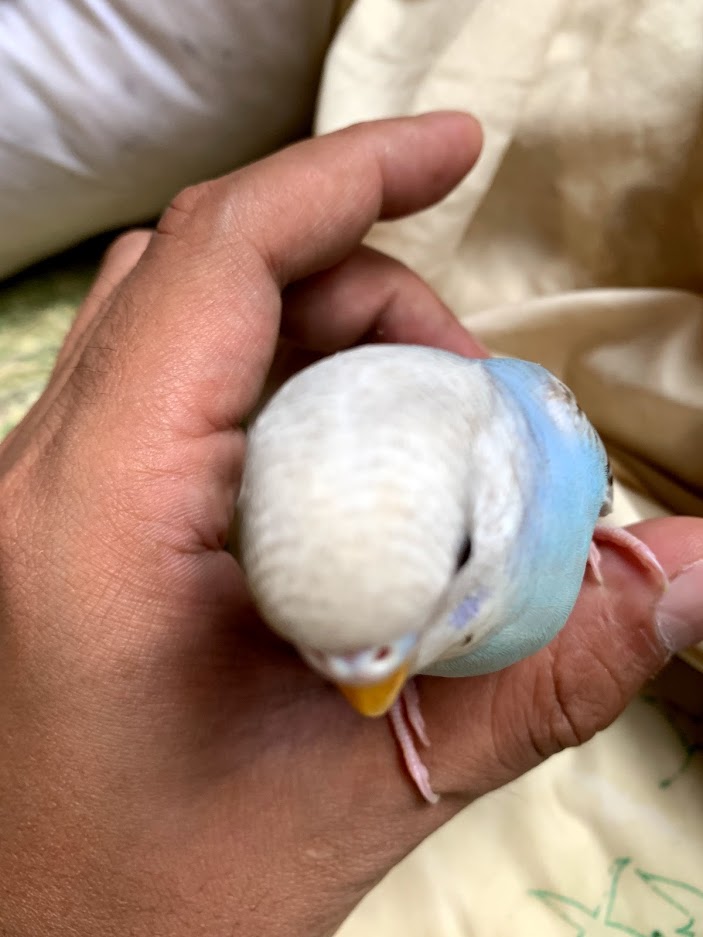 f:id:tthhrr:20210807222437j:plain