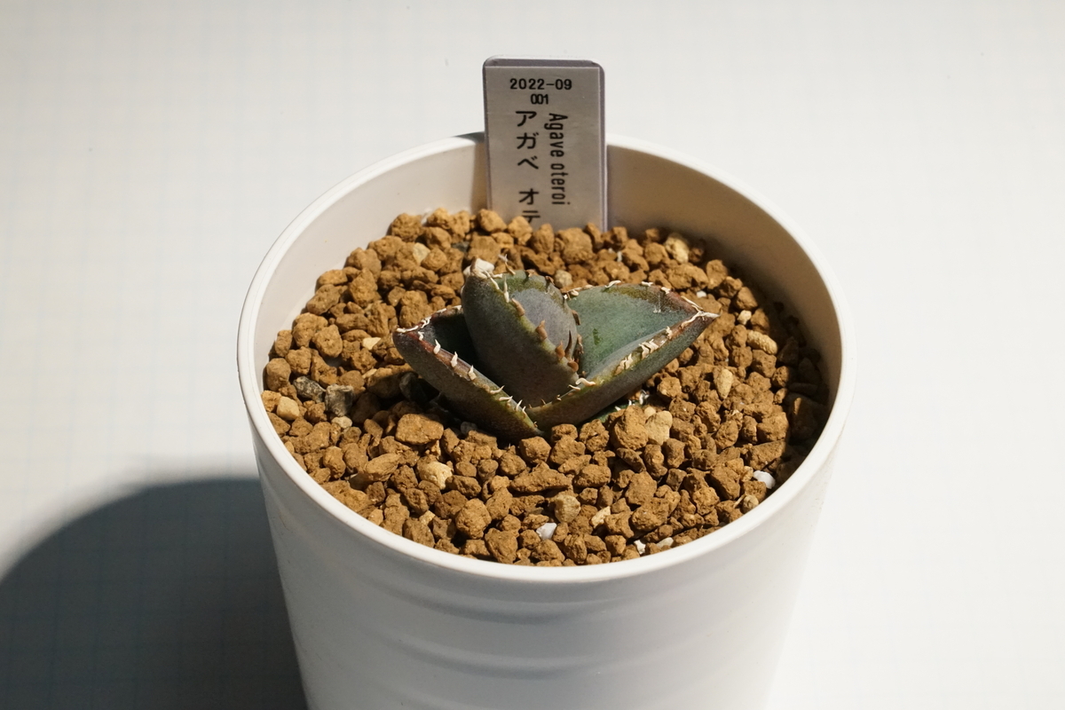 ⭐︎専用中⭐︎アガベ　ピンキー　プレステラ90 プレステラ90でネギを1年くらい育てるとあら不思議 アガベになり