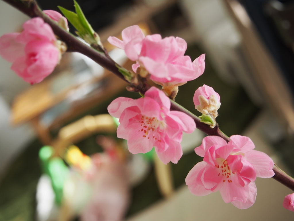 f:id:ttkppy:20180306144622j:plain