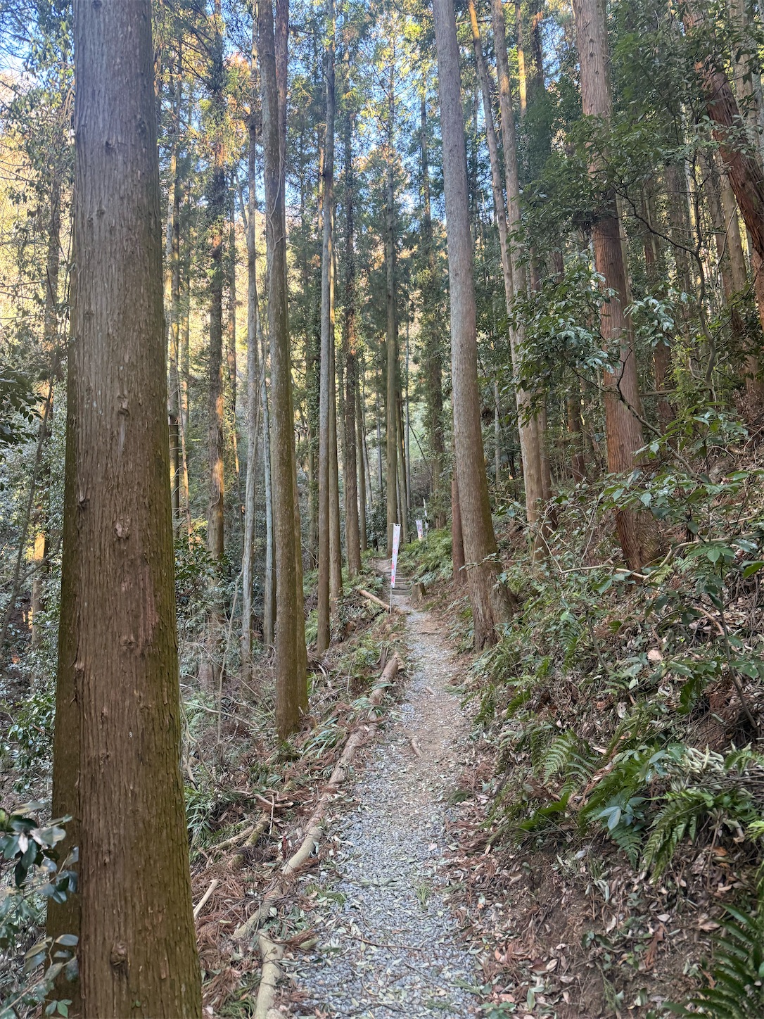 f:id:ttn8rj828x:20260201144510j:image