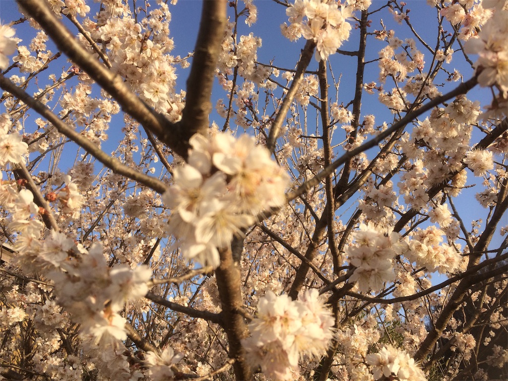 f:id:ttnobrg:20210321005456j:plain