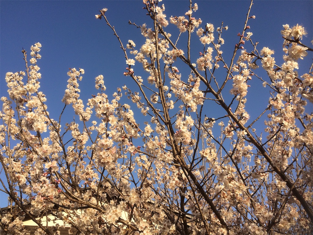 f:id:ttnobrg:20210321005501j:plain
