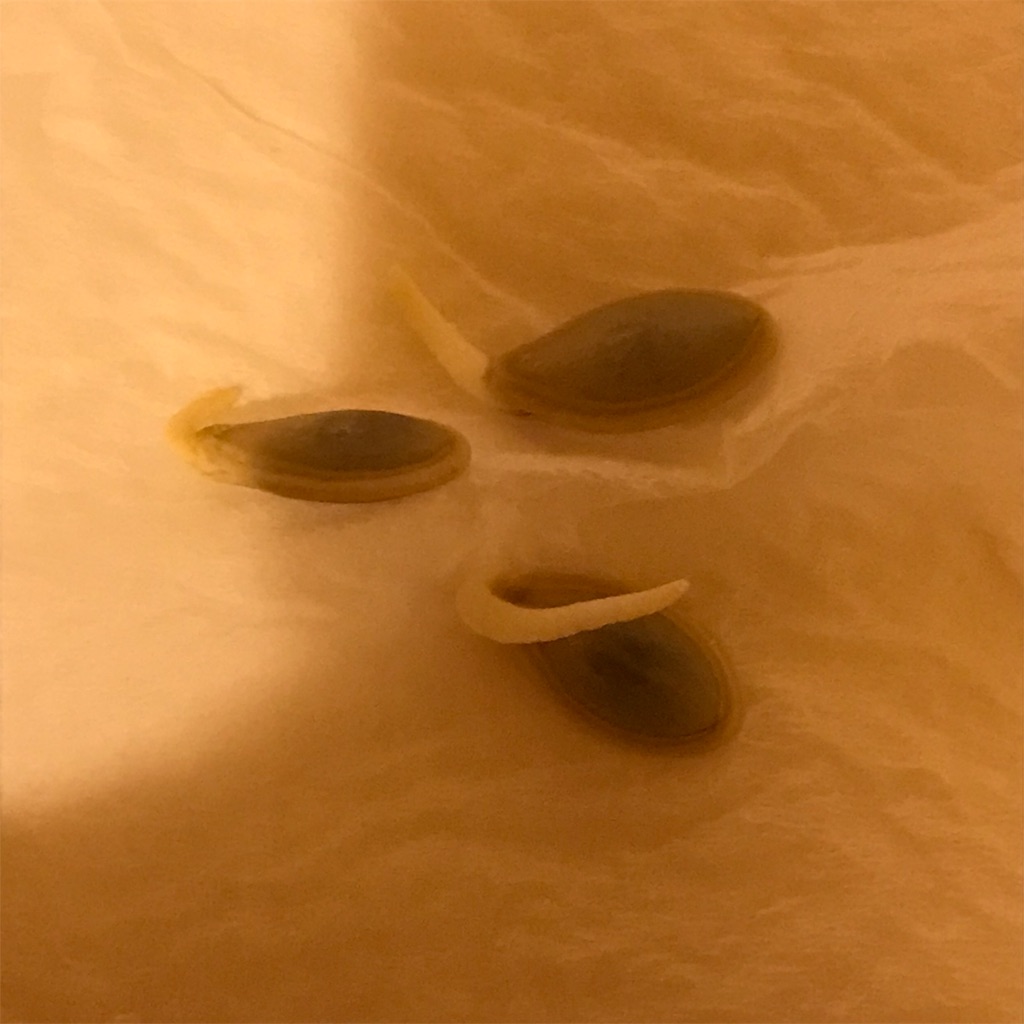 f:id:ttomozo:20190407112514j:image f:id:ttomozo:20190407112514j:image