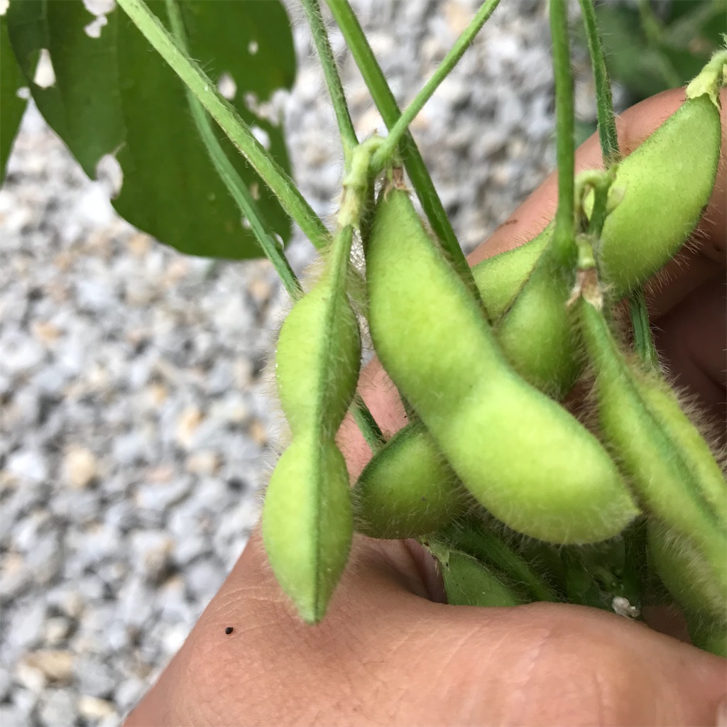 f:id:ttomozo:20190817201743j:image