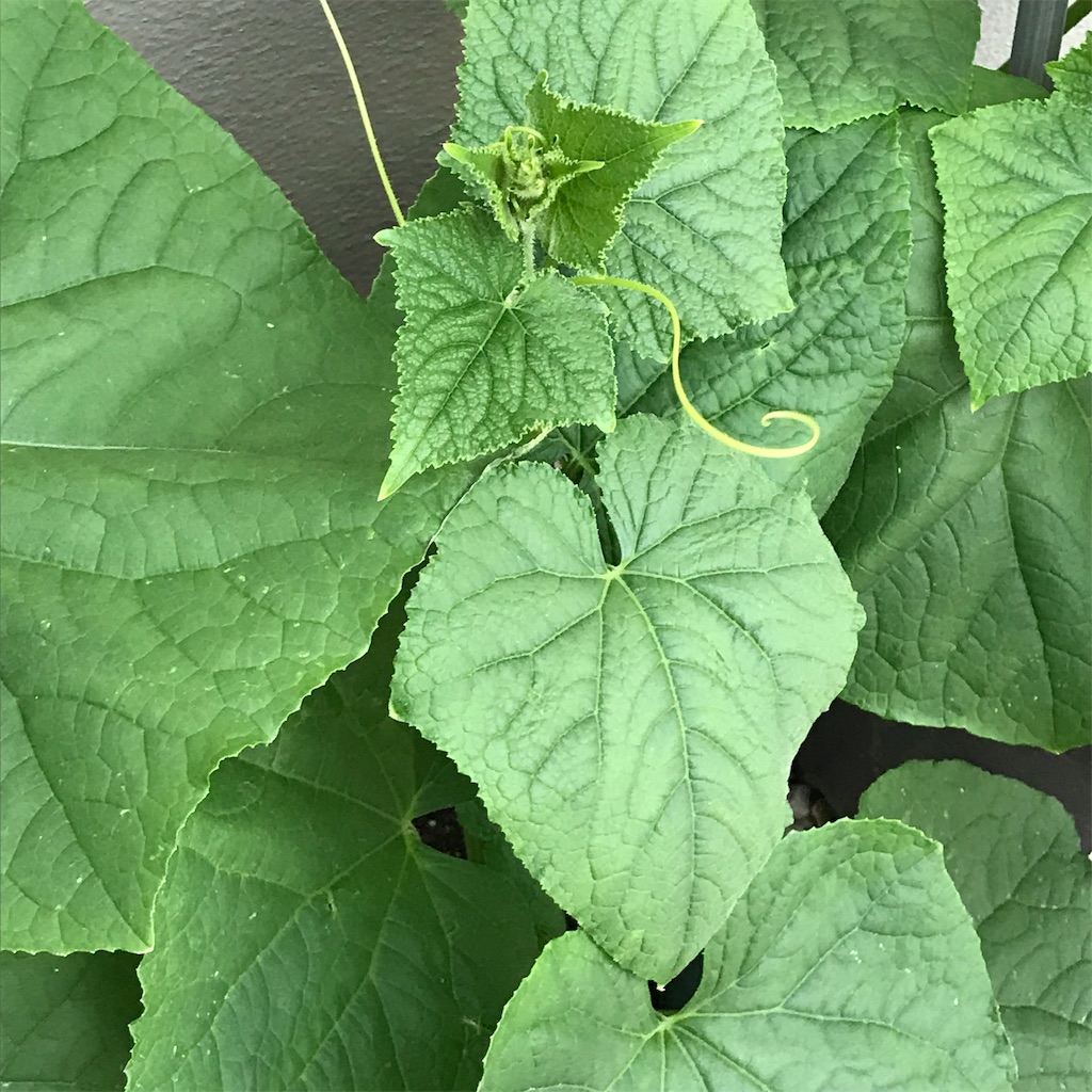 f:id:ttomozo:20190819181746j:image