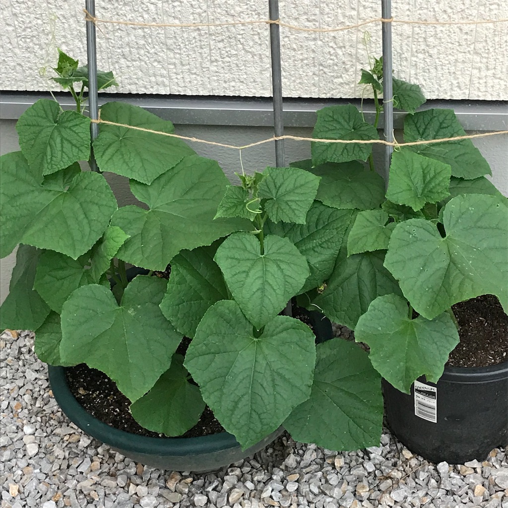 f:id:ttomozo:20190819181750j:image