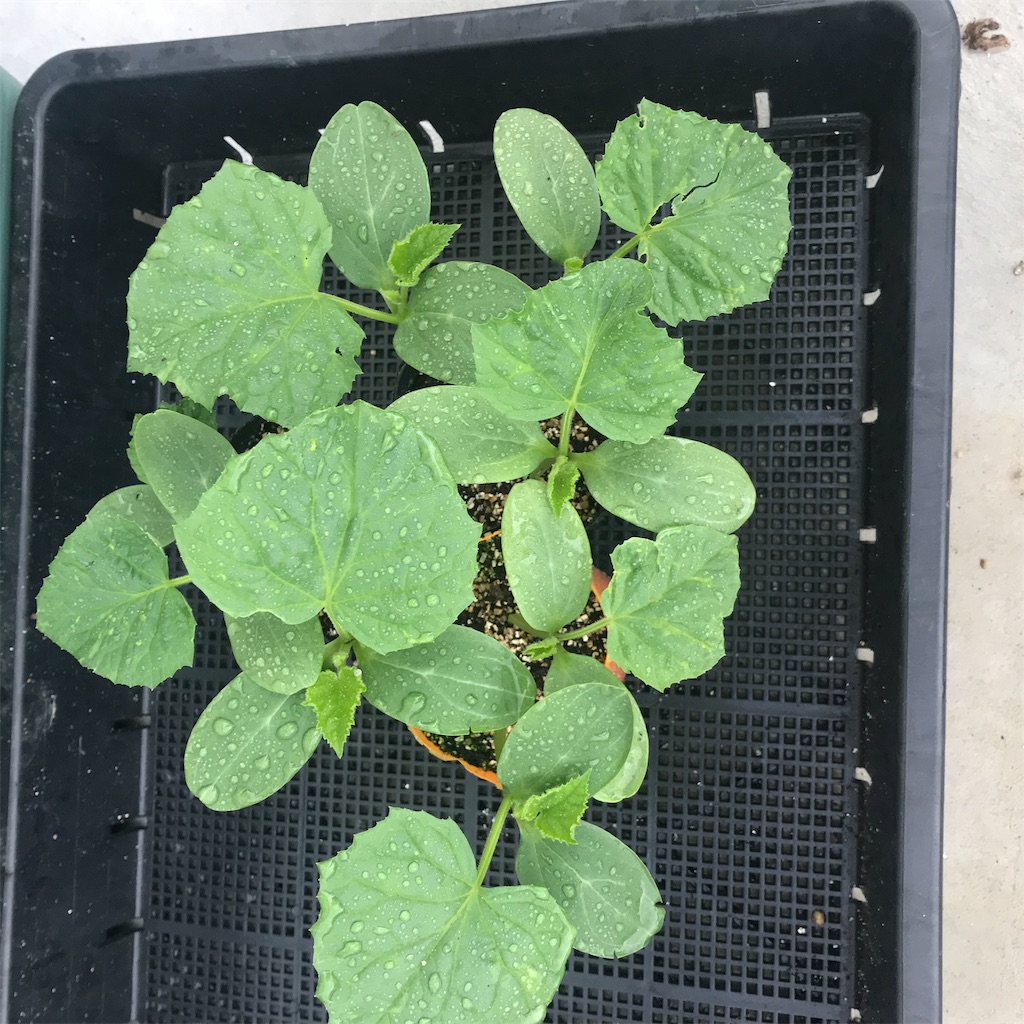 f:id:ttomozo:20190821061115j:image