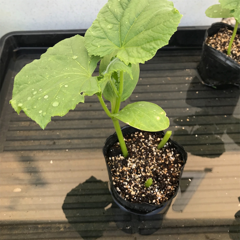 f:id:ttomozo:20190821061118j:image