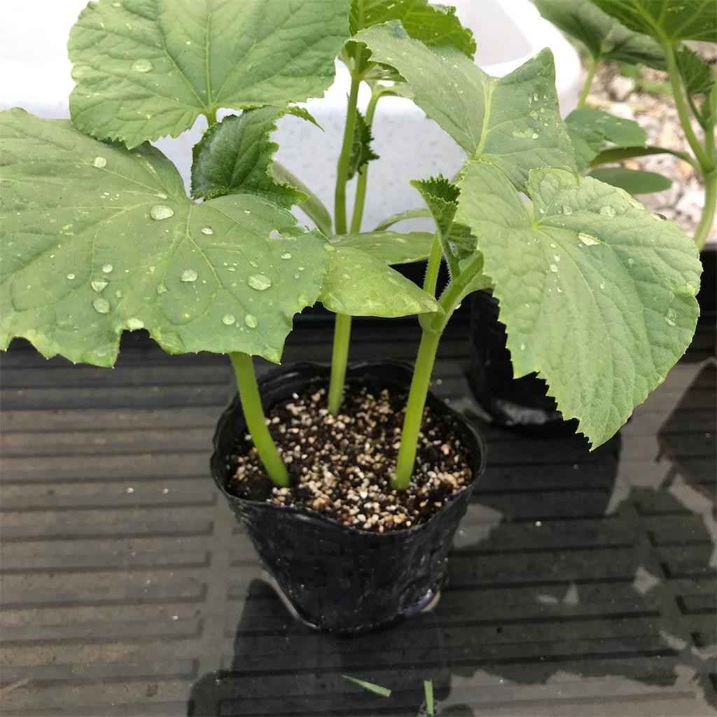 f:id:ttomozo:20190821061121j:image f:id:ttomozo:20190821061121j:image