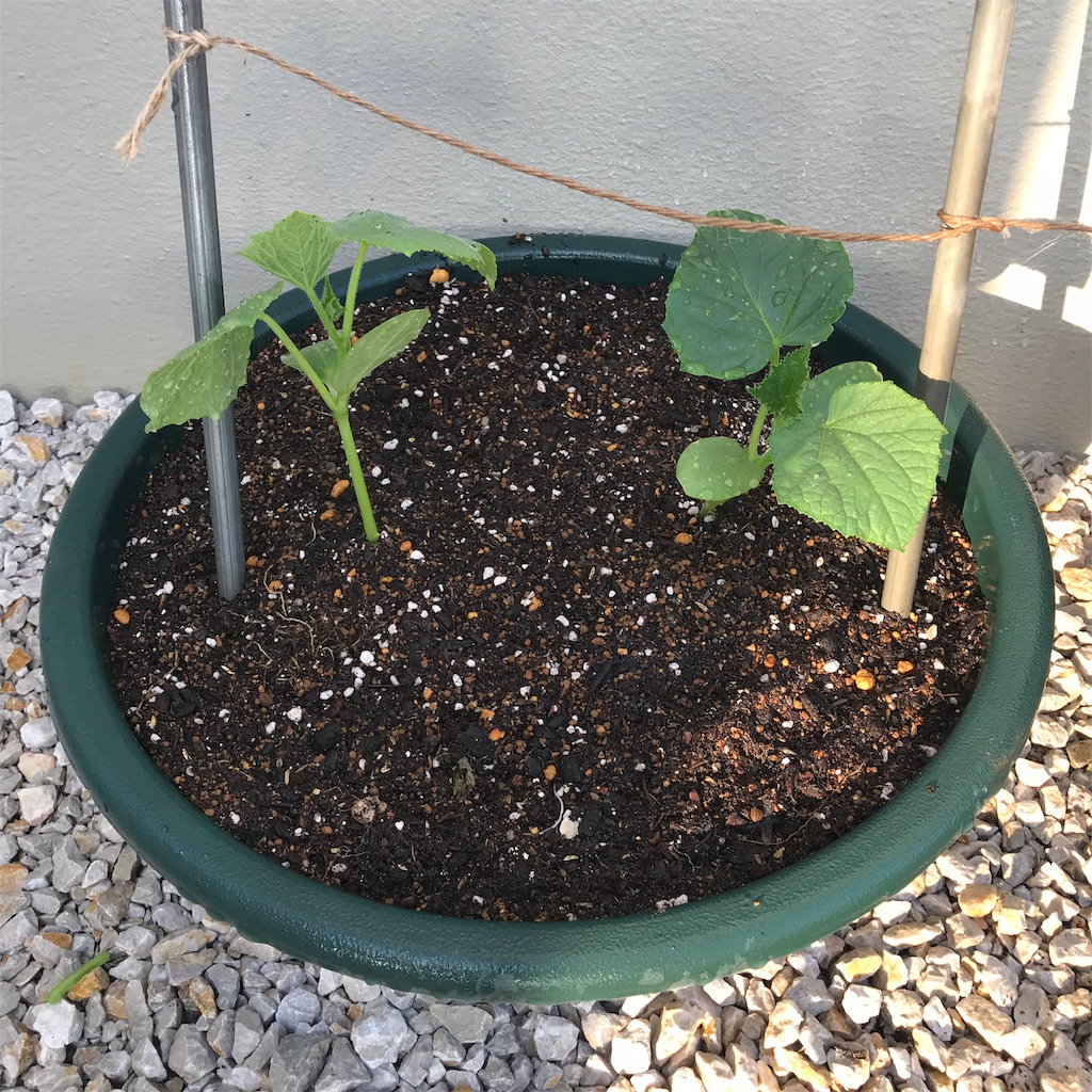 f:id:ttomozo:20190823062157j:image