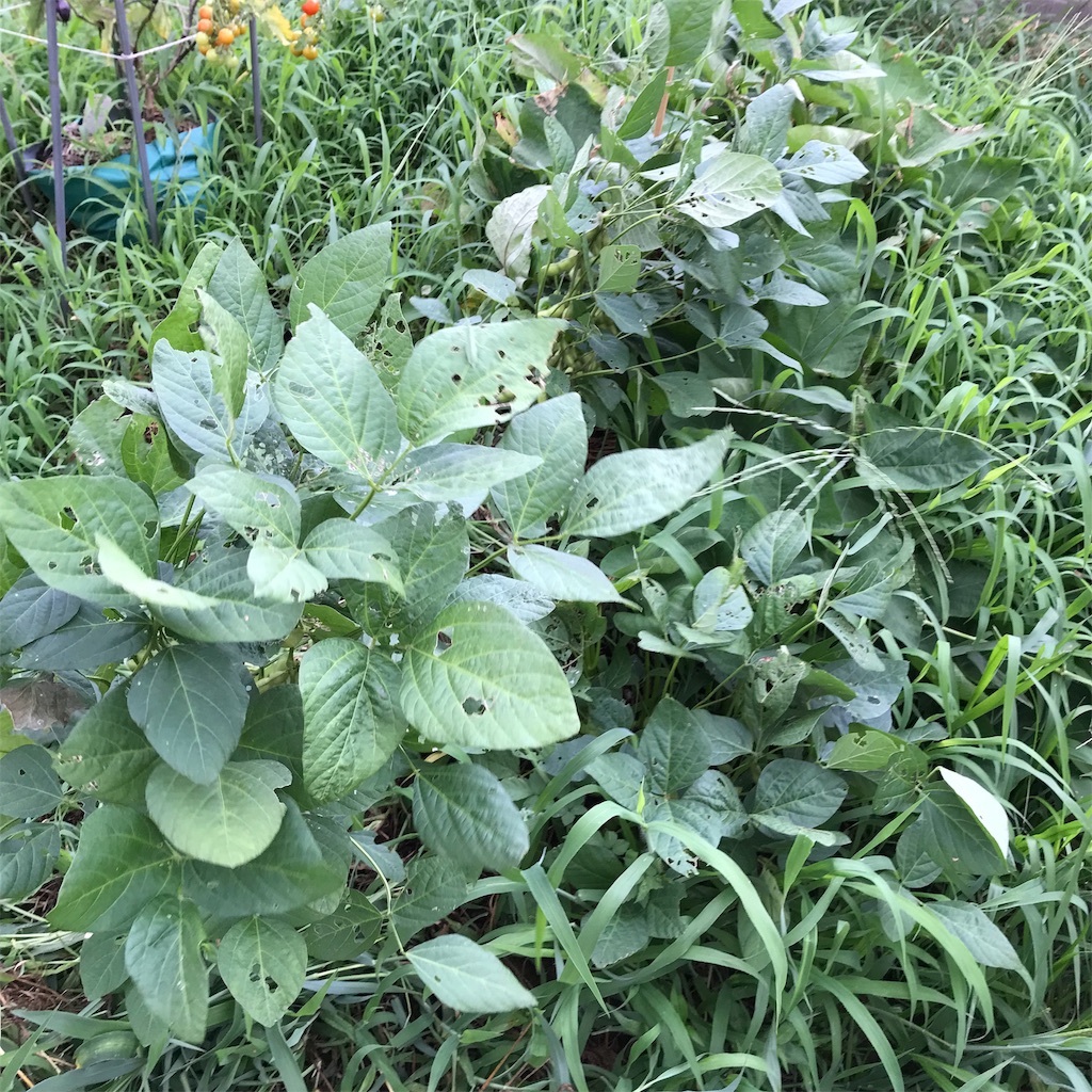 f:id:ttomozo:20190823220801j:image