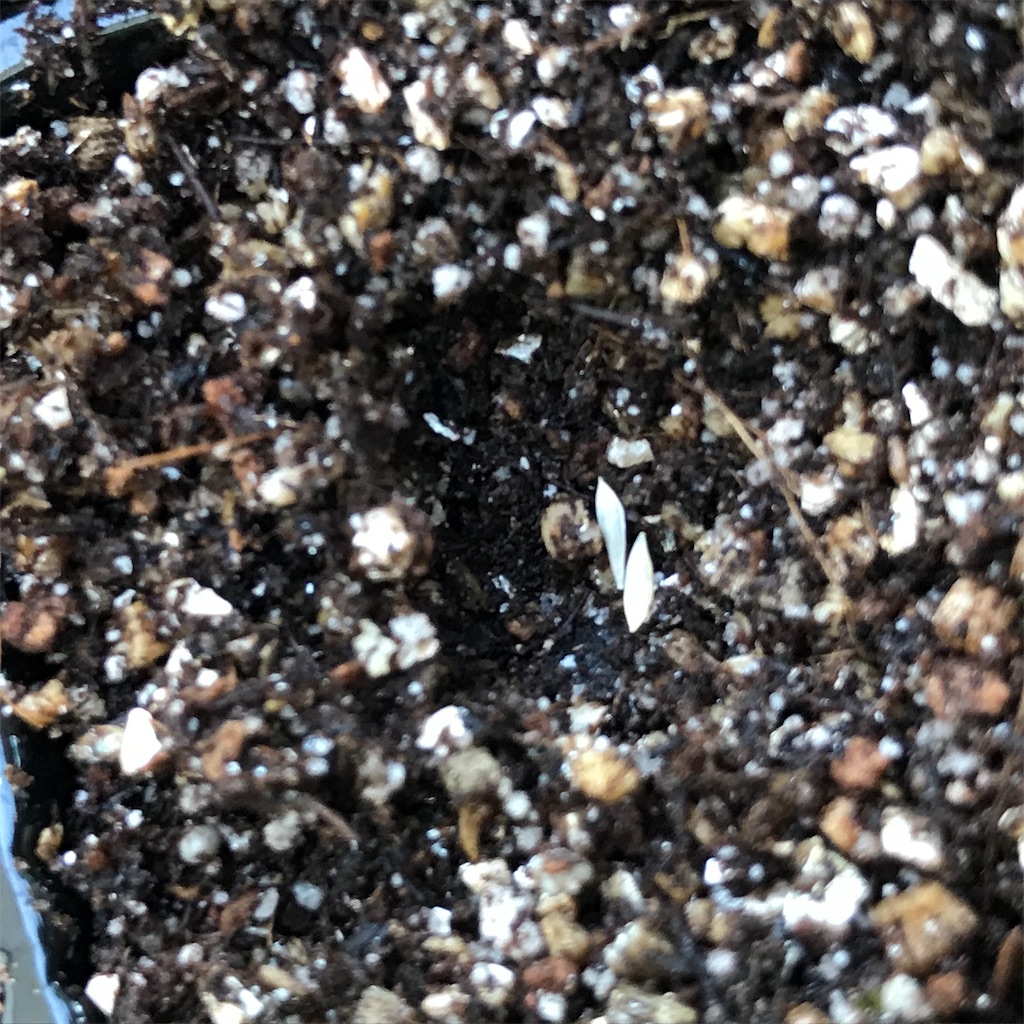 f:id:ttomozo:20190824193647j:image