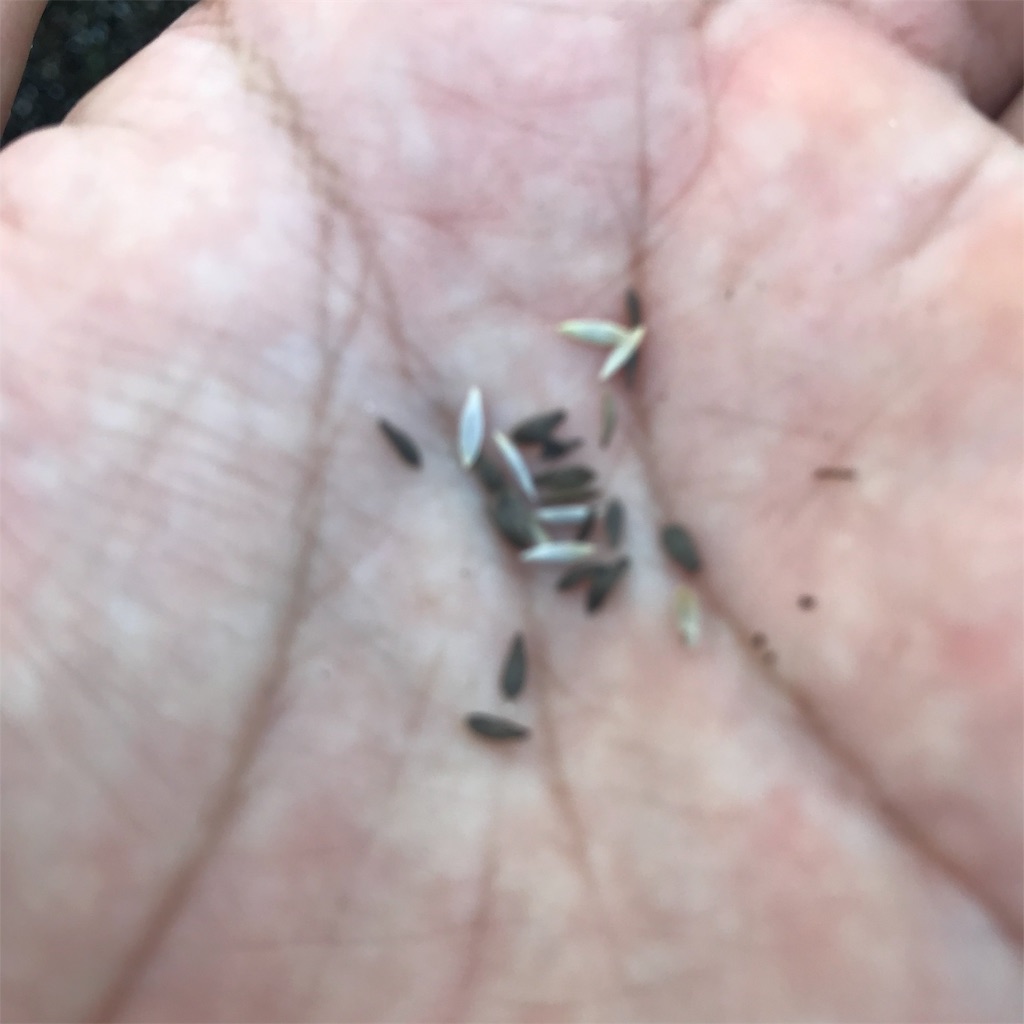 f:id:ttomozo:20190824193657j:image