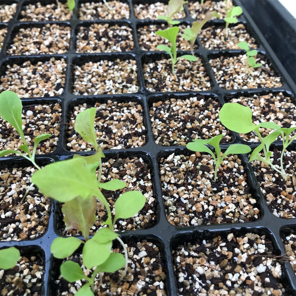 f:id:ttomozo:20190824193710j:image