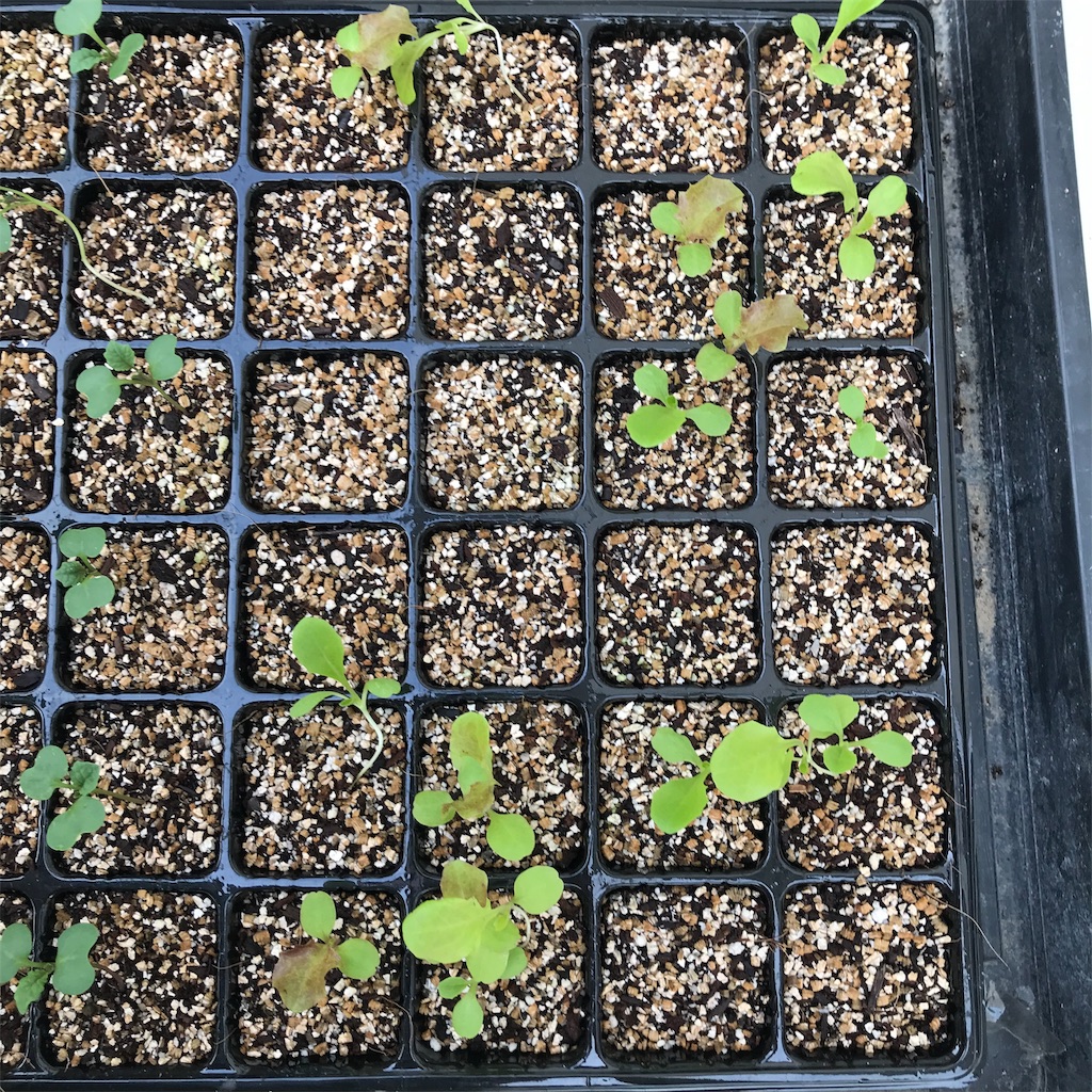 f:id:ttomozo:20190824193720j:image