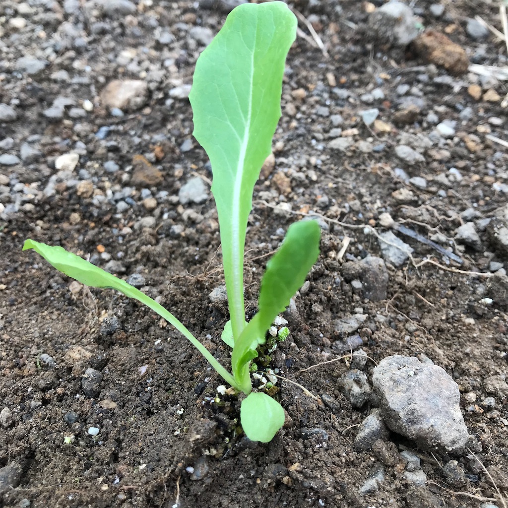 f:id:ttomozo:20190902071305j:image