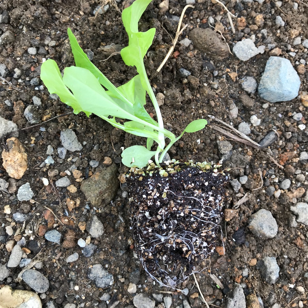 f:id:ttomozo:20190902071309j:image