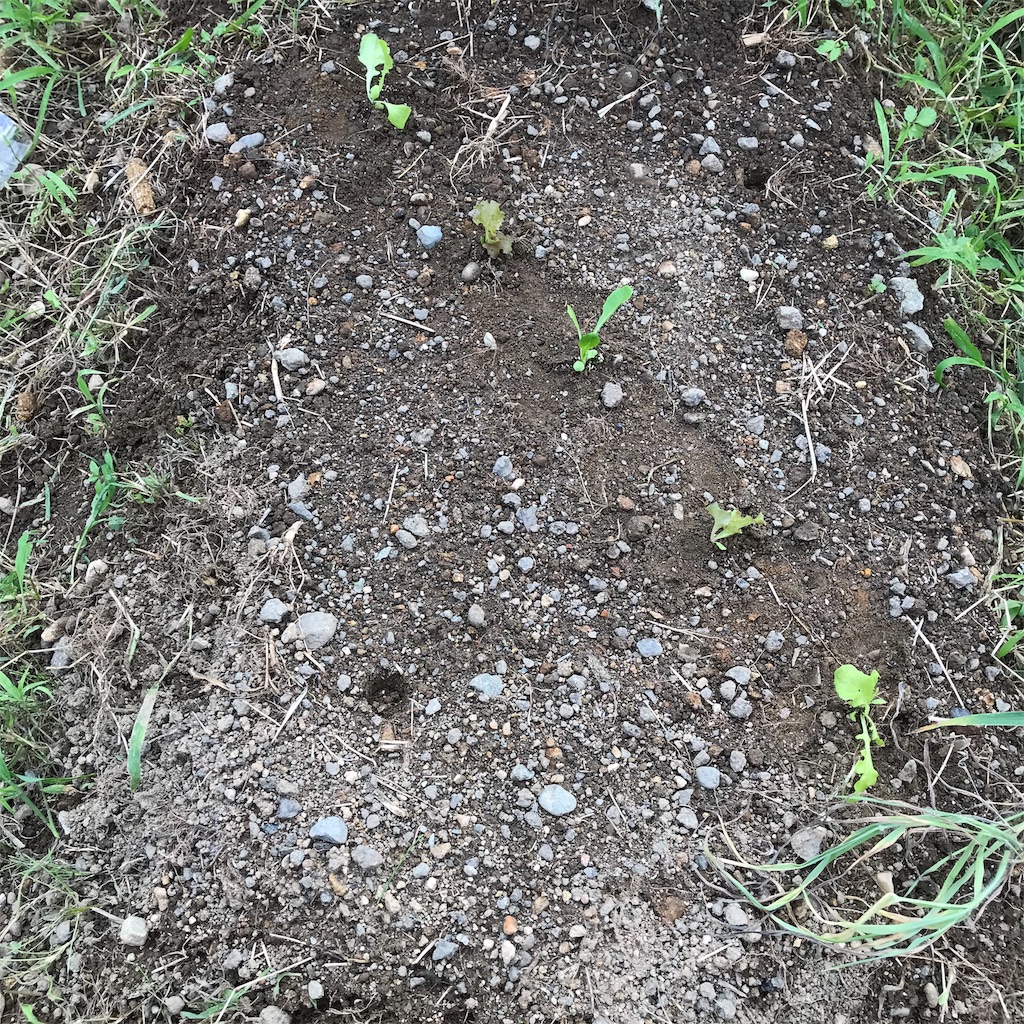 f:id:ttomozo:20190903193931j:image