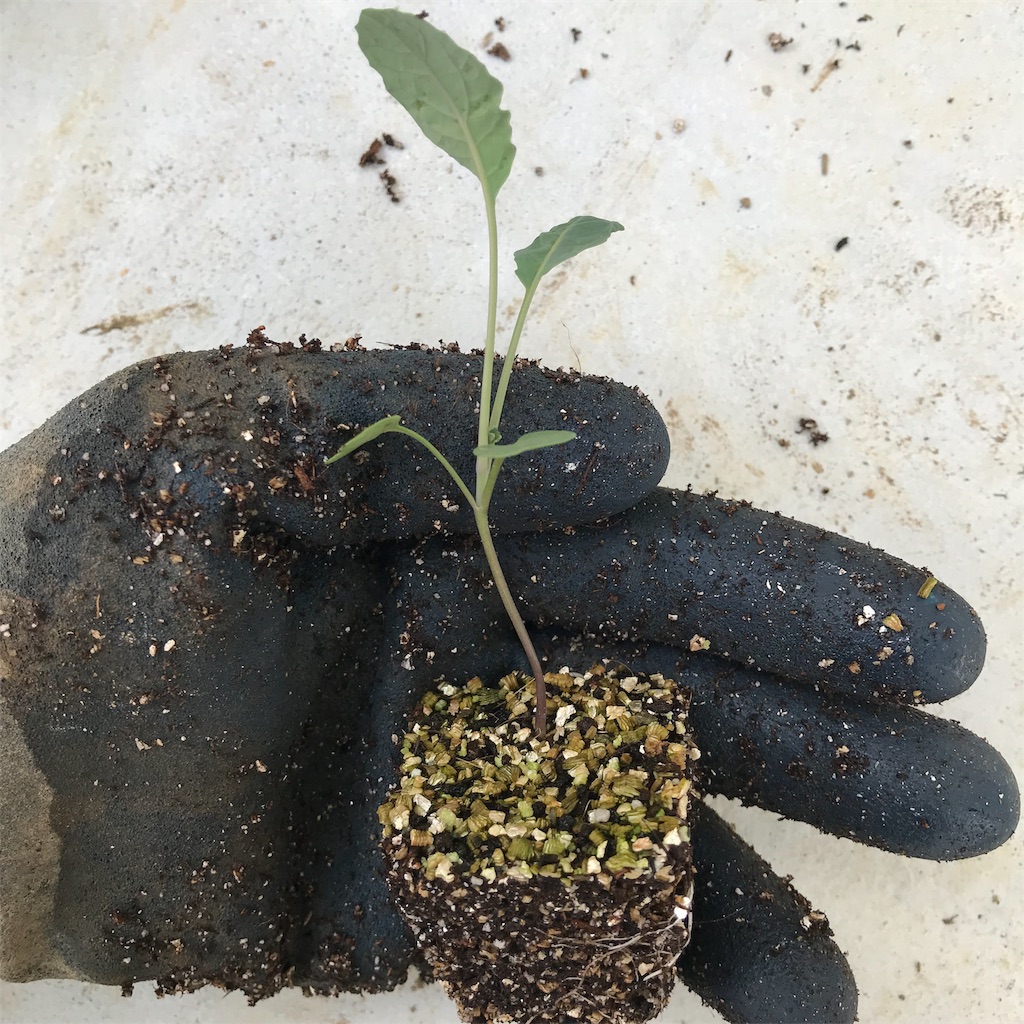 f:id:ttomozo:20190906070449j:image