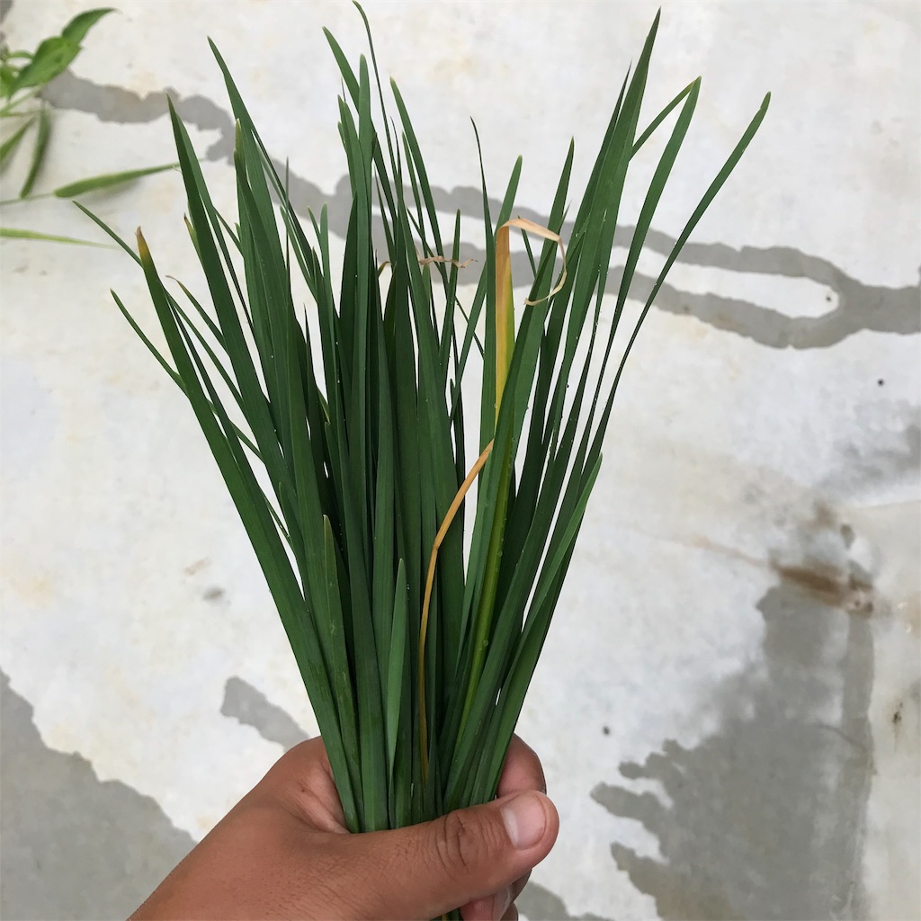 f:id:ttomozo:20190908130148j:image